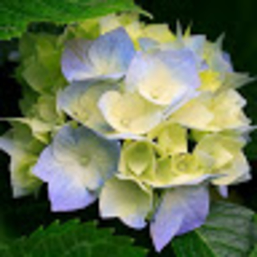 Meet your Posher, Aniis